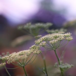 Meet your Posher, Alysa